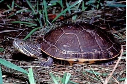Western Chicken Turtle