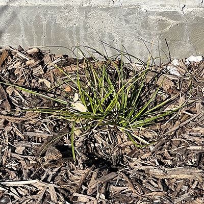 A small grassy plant with long leaves